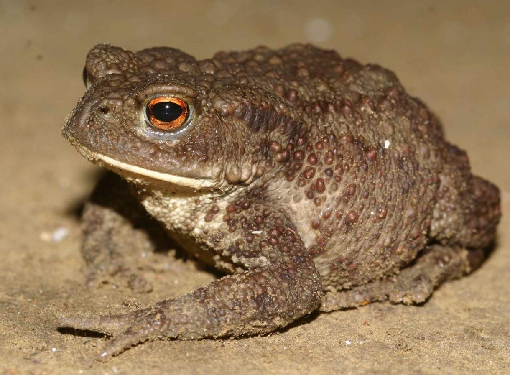 Toad Image 1